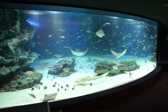 サンシャイン水族館の「サンシャインラグーン」水槽