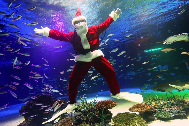 クリスマスver パフォーマンスやエサやり体験などイベント盛りだくさん Colorful Christmas In サンシャイン水族館 株式会社サンシャインシティのプレスリリース