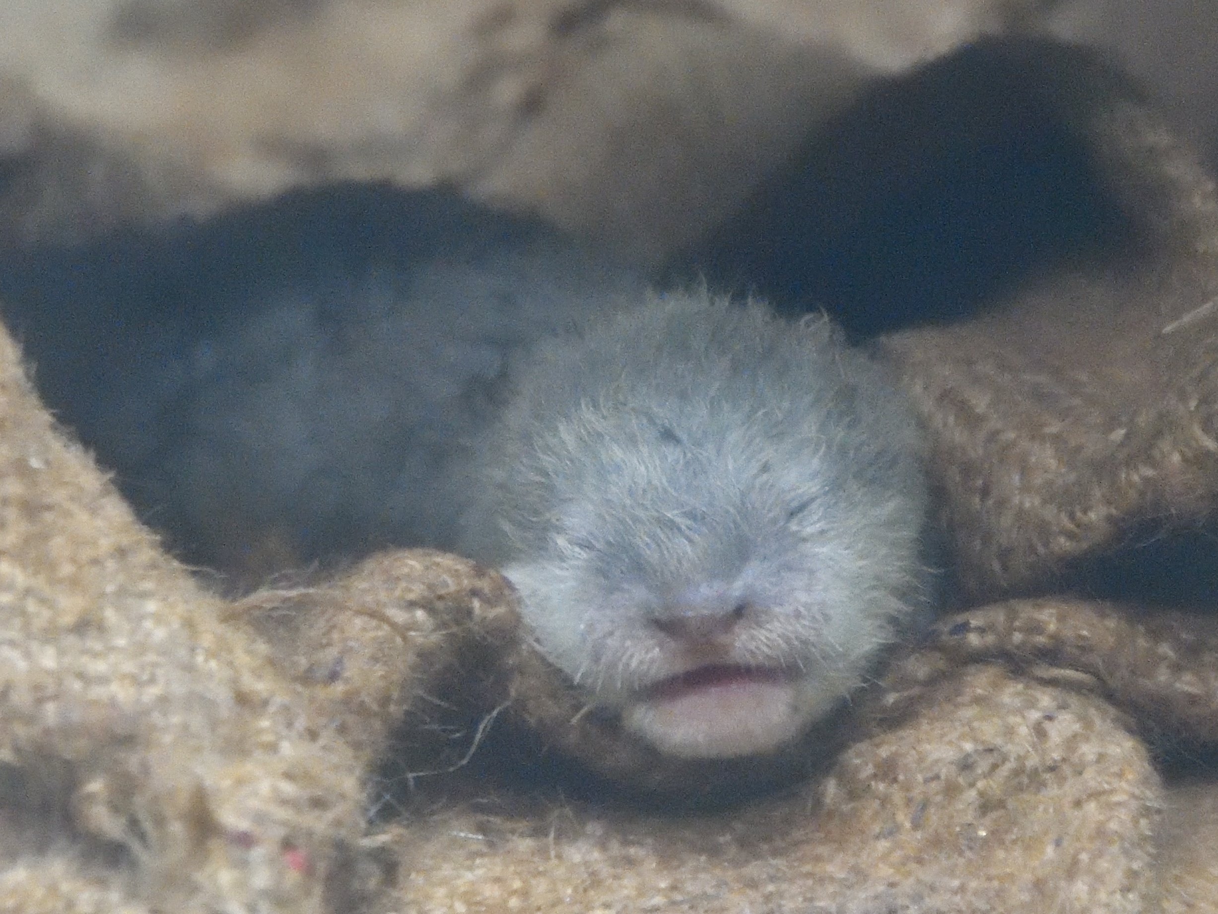 サンシャイン水族館でコツメカワウソの赤ちゃん誕生 コツメカワウソの夫婦 マハロ 母 と ラジャ 父 初めての子育て 株式会社サンシャインシティのプレスリリース