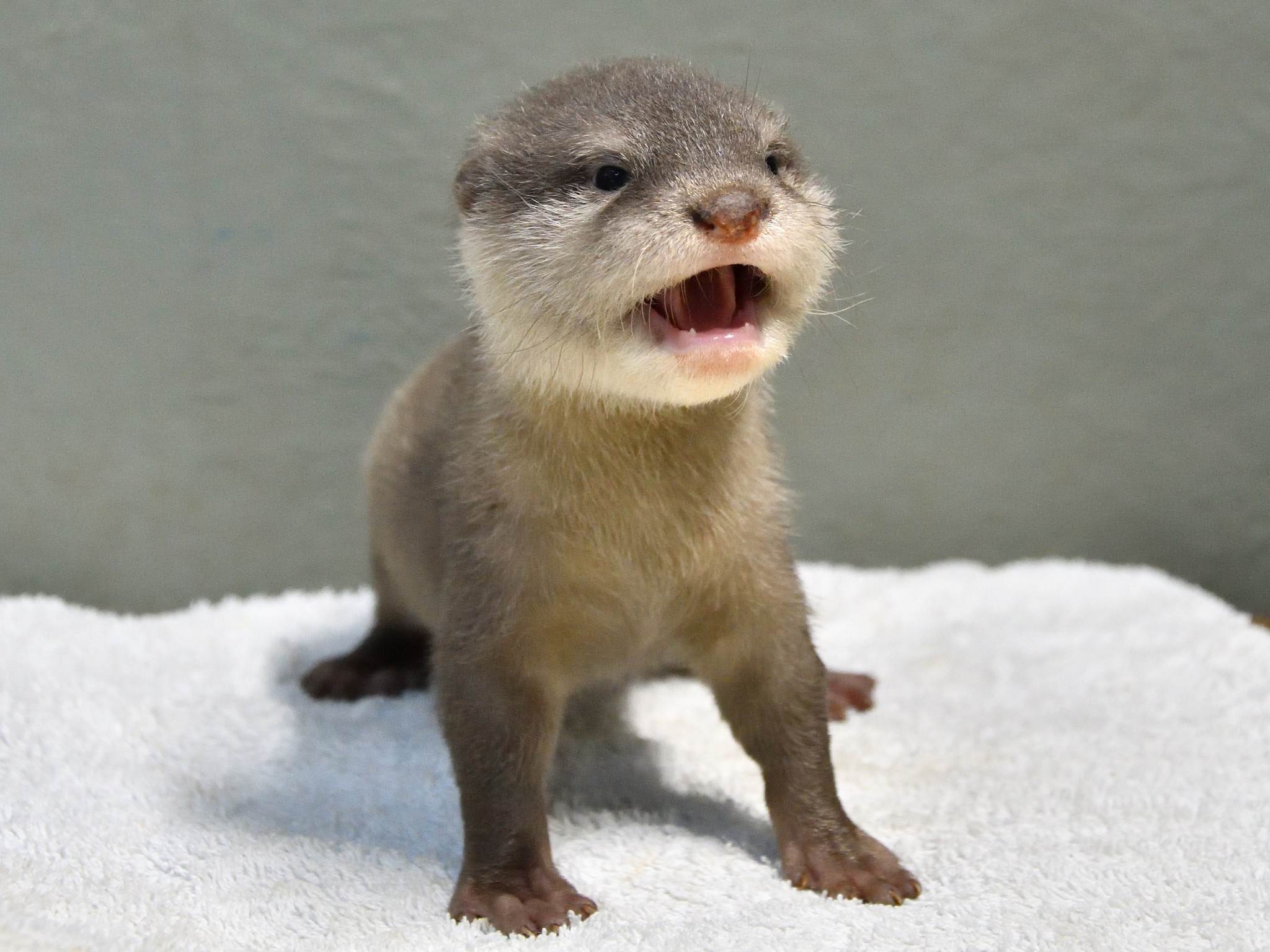 サンシャイン水族館 コツメカワウソの赤ちゃん誕生記念 コツメカワウソの赤ちゃん 名前投票キャンペーン 株式会社サンシャインシティのプレスリリース