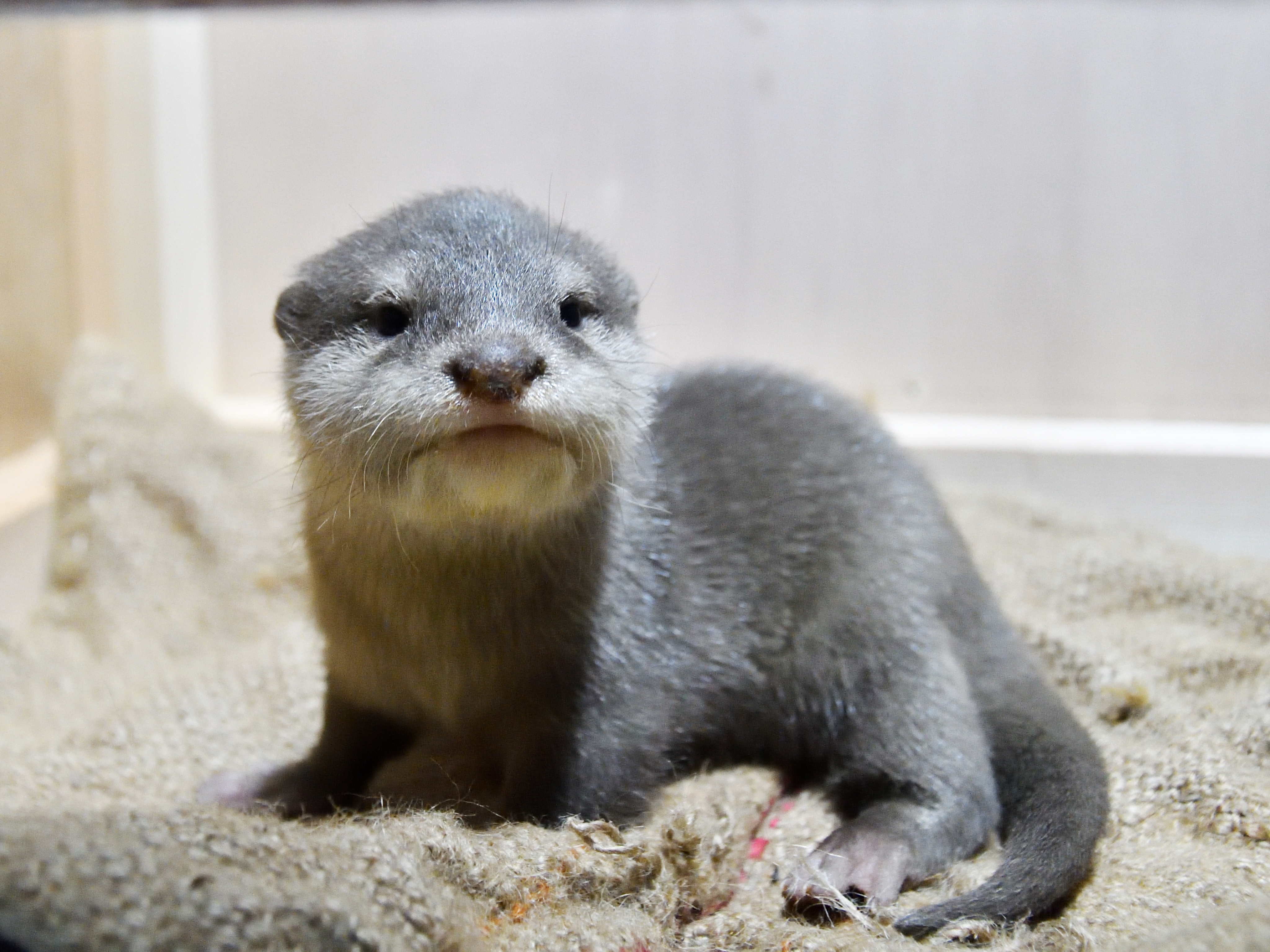 サンシャイン水族館 コツメカワウソの赤ちゃん 1月16日 水 から一般公開スタート やんちゃでキュートな赤ちゃんに是非会いに来てください 株式会社サンシャインシティのプレスリリース