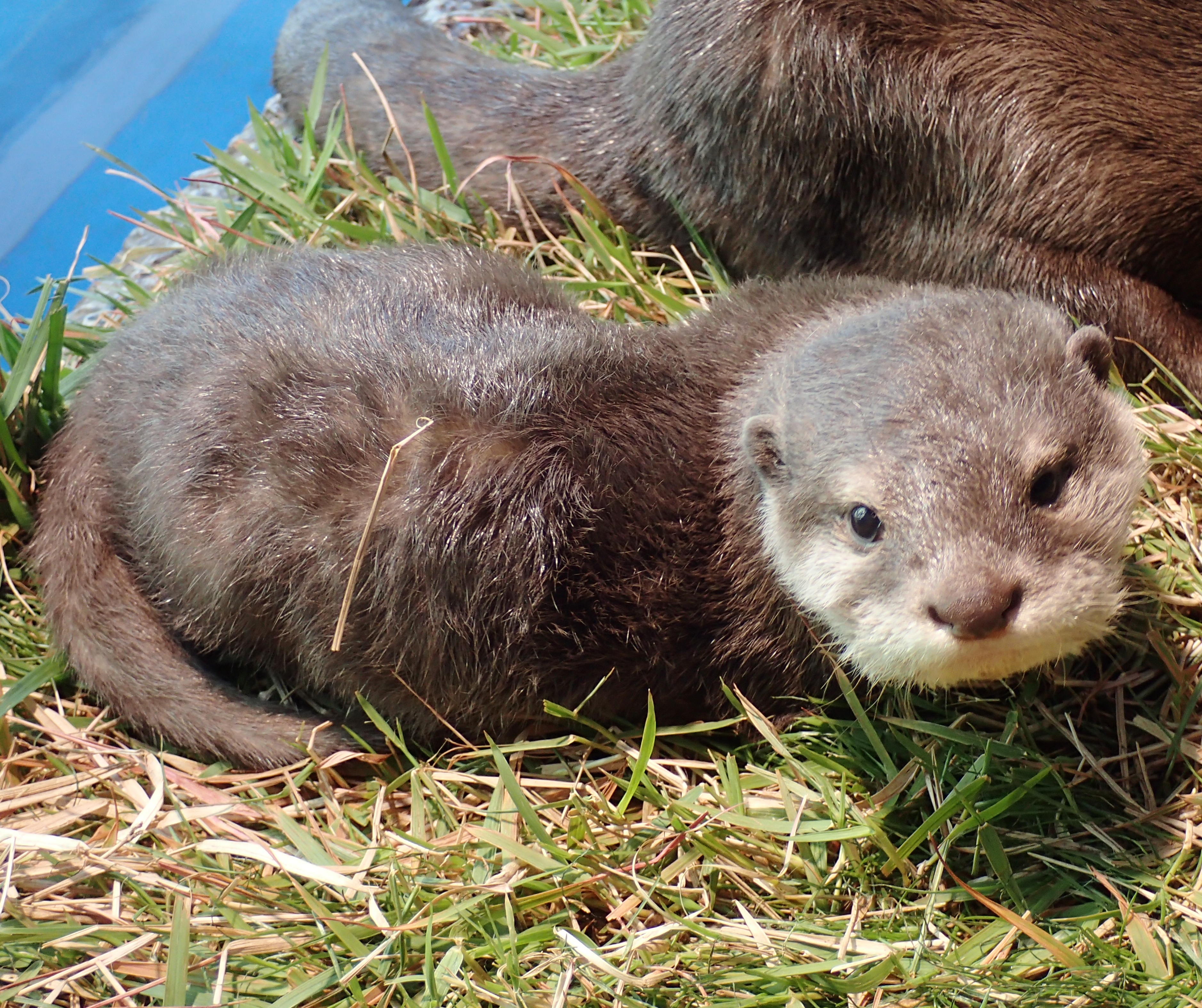 サンシャイン水族館 コツメカワウソ の赤ちゃんの名前 もみじ に決定 1月26日 土 27日 日 には名前入りポストカードをプレゼント 株式会社サンシャインシティのプレスリリース