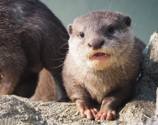 サンシャイン水族館 コツメカワウソの赤ちゃんの名前 もみじ に決定 1月26日 土 27日 日 には名前入りポストカードをプレゼント 株式会社サンシャインシティのプレスリリース