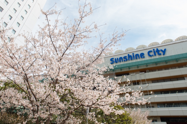 春のサンシャインシティは豊島区発祥の桜 ソメイヨシノや春の花々が満開 ３月15日 金 4月7日 日 ひまつぶしピクニック 開催 株式会社 サンシャインシティのプレスリリース