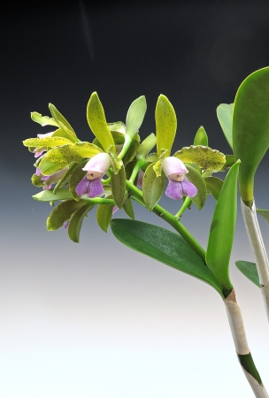 Cattleya tigrina f.coerulea