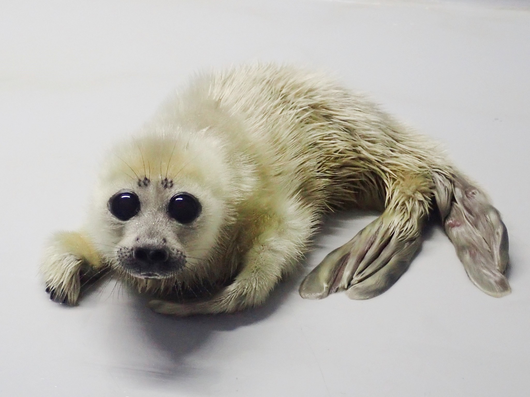 国内での繁殖は2例目 サンシャイン水族館では初めてとなるバイカルアザラシの赤ちゃんが誕生 株式会社サンシャインシティのプレスリリース