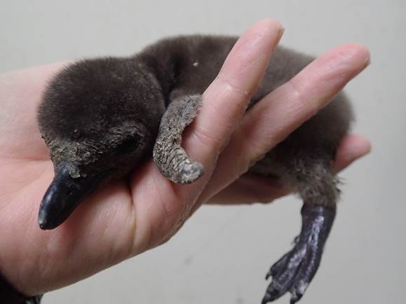 4月4日生まれのケープペンギンの赤ちゃん（生後11日目）
