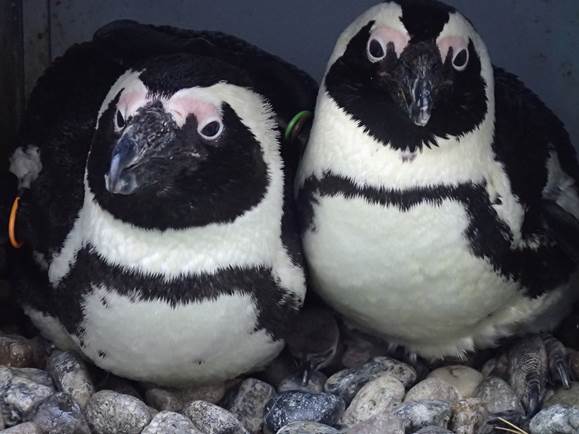 4月1日生まれのケープペンギンの赤ちゃんと親