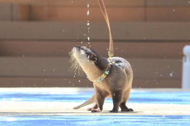Ark 餌 カワウソ 【PS4】ARK カワウソ(otter)
