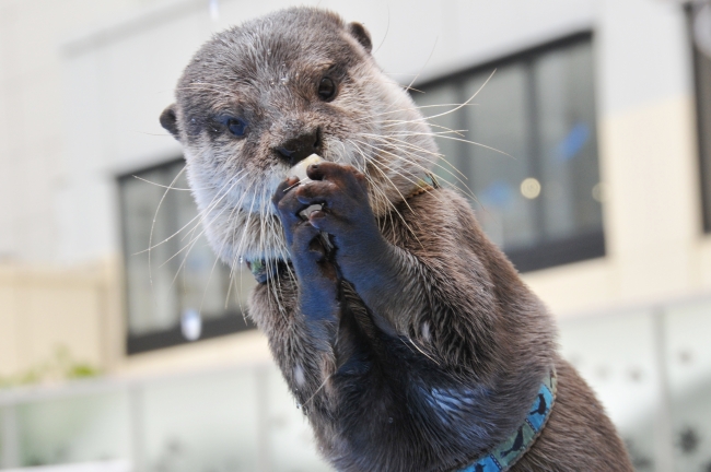 カワウソ・グリーティングタイム～ひんやり氷をプレゼント～