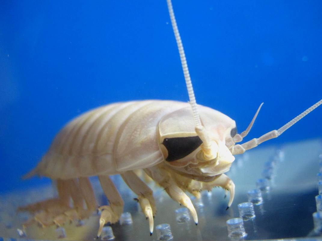 ゾクゾク深海生物2020～未知なる世界へ～*2020年1月10日(金)～3月8日(日)