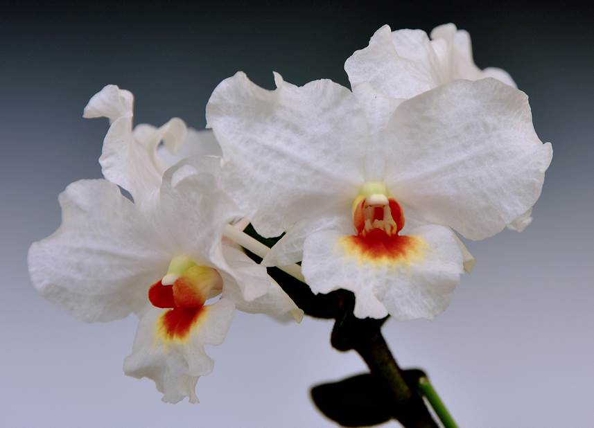 第59回全日本蘭協会洋らん展 サンシャインシティ世界のらん展 蘭でおもてなし 年1月9日 木 13日 月 祝 株式会社サンシャインシティのプレスリリース