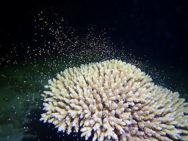 サンゴ(ウスエダミドリイシ)の産卵の様子2020年6月