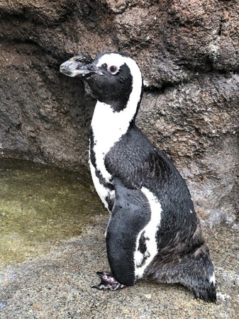 ご長寿ペンギン