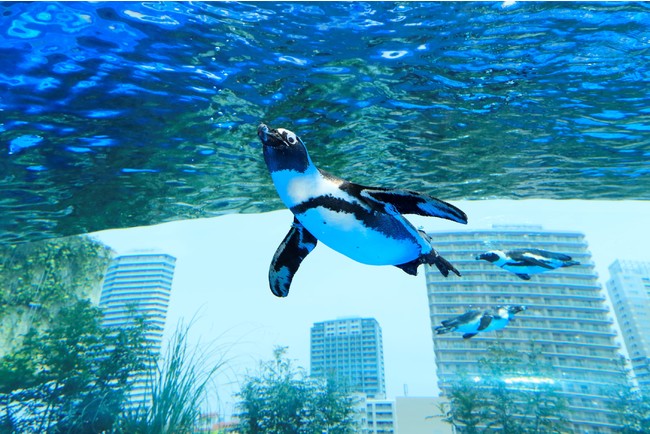 豊島区の街を飛び交うように泳ぐ「天空のペンギン」