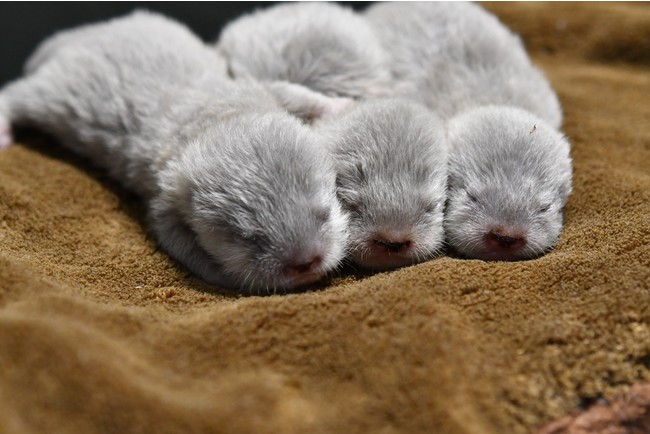 コツメカワウソの赤ちゃん誕生 サンシャイン水族館 株式会社サンシャインシティのプレスリリース