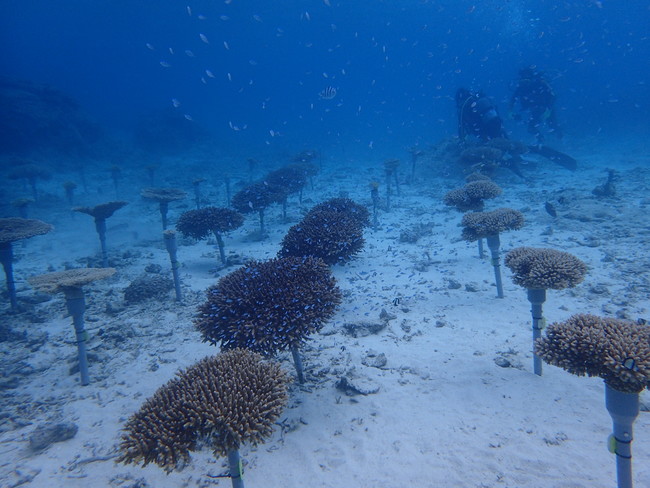 サンシャイン水族館が管理している親サンゴ（恩納村の海中）