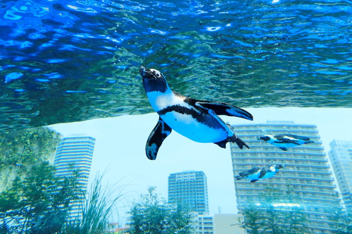 サンシャイン水族館 みんなで考えよう 世界ペンギン カワウソの日 世界ペンギンの日編 株式会社サンシャインシティのプレスリリース