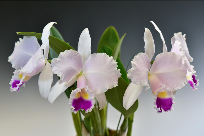 コロンビアの国花 Cattleya trianae （カトレヤ トリアナエ）