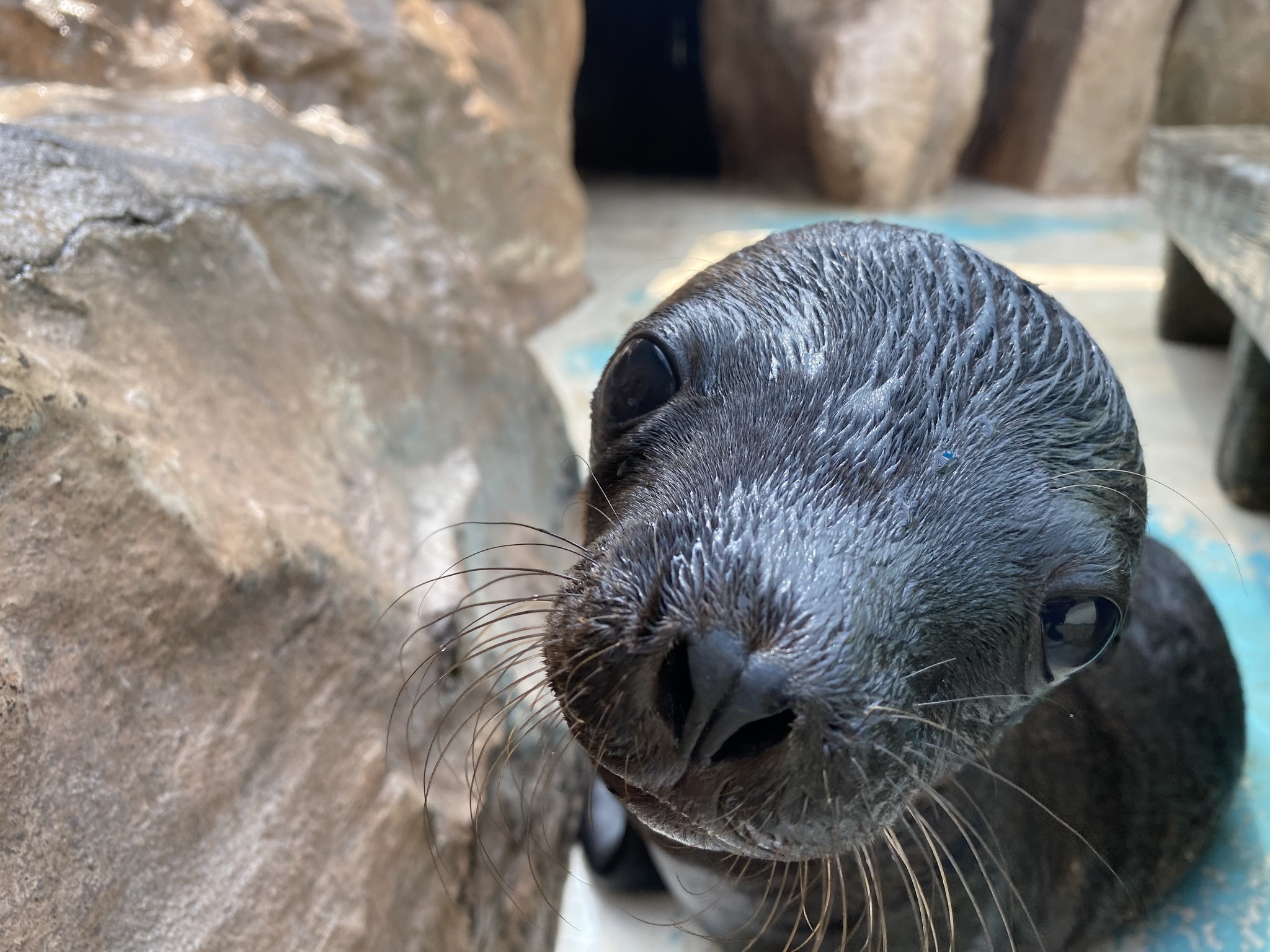 サンシャイン水族館では初 カリフォルニアアシカの赤ちゃん誕生 株式会社サンシャインシティのプレスリリース