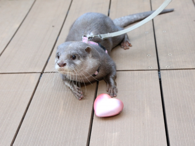 カワウソとことこグリーティング