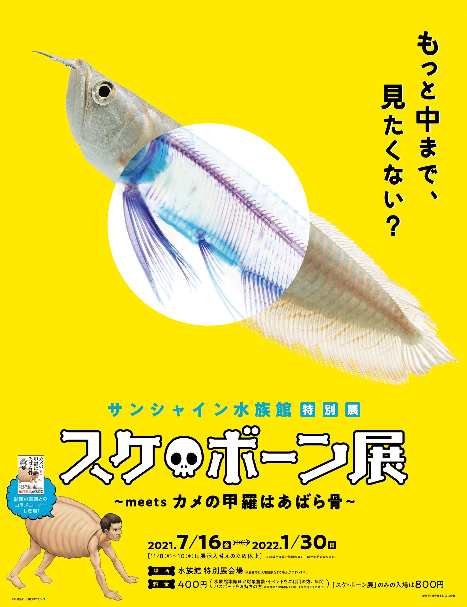 サンシャイン水族館 特別展 スケ ボーン展 Meets カメの甲羅はあばら骨 株式会社サンシャインシティのプレスリリース