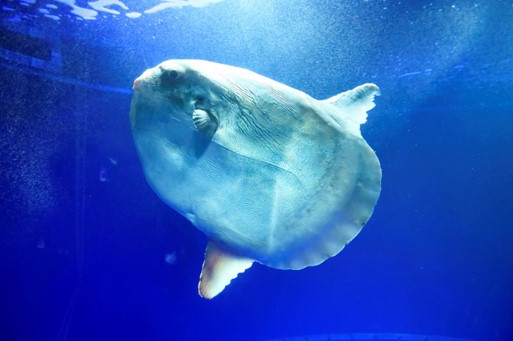 いきものディスカバリー通信vol 3 いろいろな噂が飛び交う謎多き魚 マンボウ 株式会社サンシャインシティのプレスリリース