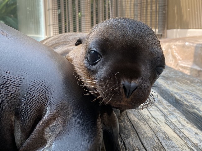 サンシャイン水族館で初めての誕生となるアシカの仔 名前投票を実施 投票期間 9月8日 水 30日 木 結果発表 10月9日 土 株式会社サンシャインシティのプレスリリース