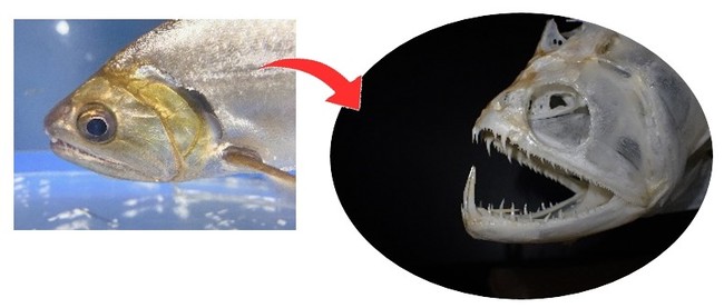 ペーシュカショーロの仲間 頭骨標本