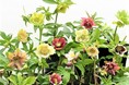 早春に咲く可憐な花々と“クリスマスローズ”の国内最大級本格展覧会「第20回クリスマスローズの世界展」