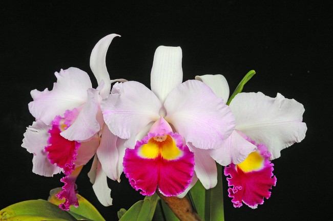 Rlc.Satomi ‘Yosooi’ (リンコレリオカトレア サトミ ‘ヨソオイ‘) Rlc.Satomi ‘Yosooi’ (リンコレリオカトレア サトミ ‘ヨソオイ‘)