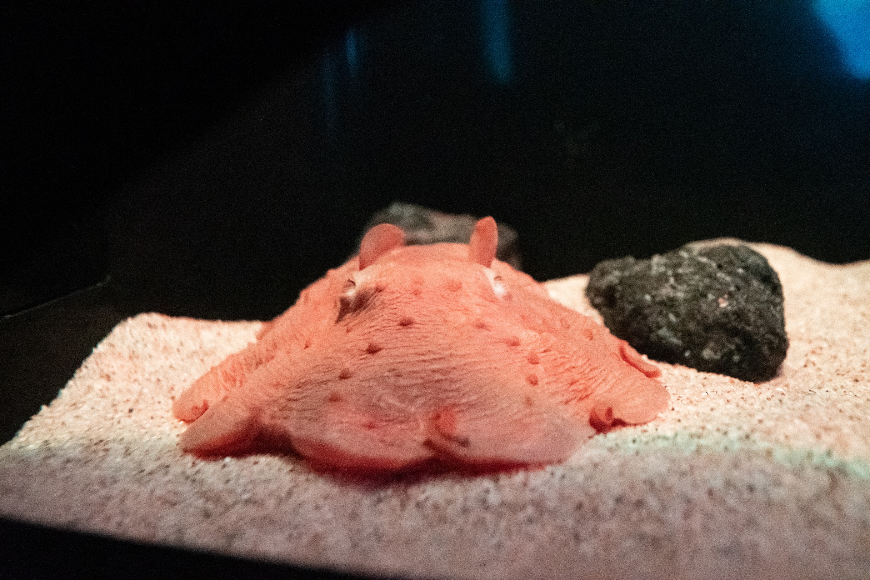 深海のアイドル メンダコ の国内展示最長記録達成 サンシャイン水族館で展示53日目 2月16日 水 現在 株式会社サンシャインシティのプレスリリース