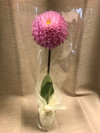 プレゼントするダリア1輪 イメージ プレゼントするダリア1輪 イメージ