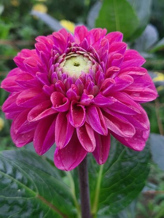 アンティークサイジョピンク(新品種) アンティークサイジョピンク(新品種)