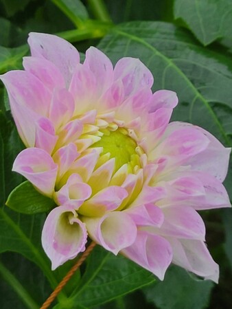 シルクハット(新品種) シルクハット(新品種)