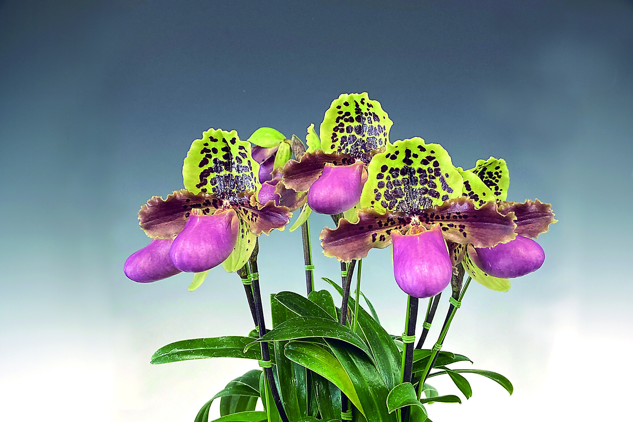 第62回全日本蘭協会洋らん展 サンシャインシティ世界のらん展2023 ~The Orchid is All (蘭こそすべて)~|株式会社 ...