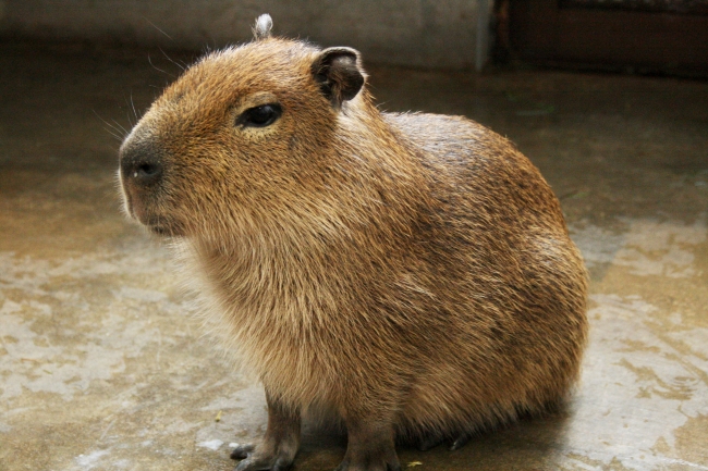 アルパカ カピバラ展示開始 サンシャイン水族館news Letter 株式会社サンシャインシティのプレスリリース