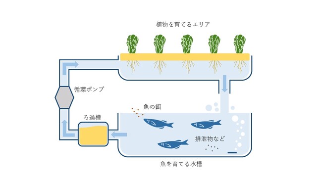 アクアポニックスのイメージ