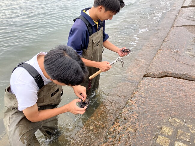 氷見高校の生徒がウニを駆除する様子