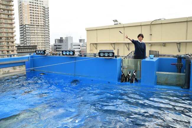 「天空のペンギン」水槽 バックヤード体験