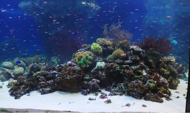 2006年4月に公開したサンシャイン国際水族館「サンシャイン サンゴ礁」 ※現在この水槽はなく、2011年の全面改装後は「サンゴ礁の海」水槽・「サンゴ礁の再生～恩納村の海から～」水槽を設置しております。