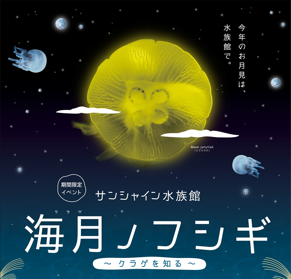 中秋の名月のように美しく輝く クラゲ でお月見 サンシャイン水族館期間限定イベント 海月ノフシギ クラゲ を知る 株式会社サンシャインシティのプレスリリース