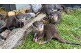 サンシャイン水族館生まれのコツメカワウソの赤ちゃん３兄弟　コツメカワウソたちが愛称を選ぶ愛称決定会進出の３つの椅子を賭け　一般投票による“最終予選”がいよいよスタート！