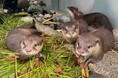 当館初の試み!愛称を最後に決めるのはカワウソ!? サンシャイン水族館で生まれたコツメカワウソの赤ちゃん3兄弟 “生き物任せ”のおみくじ方式で愛称を選んでもらいました!