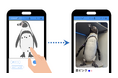 サンシャイン水族館で“推し”のペンギンが見つかる!? 明治大学の学生が開発した日本初の個体識別システムで新感覚の生き物観察体験