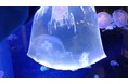 サンシャイン水族館 “クラゲの展示水槽 デビュー2024”*育てたクラゲの展示(海月空感「クラゲパノラマ」水槽):12月13日~/2025年1月17日~*