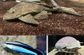 水族館&いきものを深堀り!発見がいっぱい!サンシャイン水族館いきものディスカバリー通信vol.23「生き物たちも年末の大掃除!?お掃除をする生き物をご紹介 」