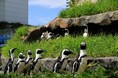 水族館&いきものを深堀り!発見がいっぱい!サンシャイン水族館いきものディスカバリー通信vol.24「野生では97%も減少⁉水族館の人気者 ケープペンギンの“今”」