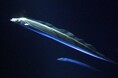 「天を仰ぐ太刀魚」タチウオの常設展示のお知らせ・サンシャイン水族館