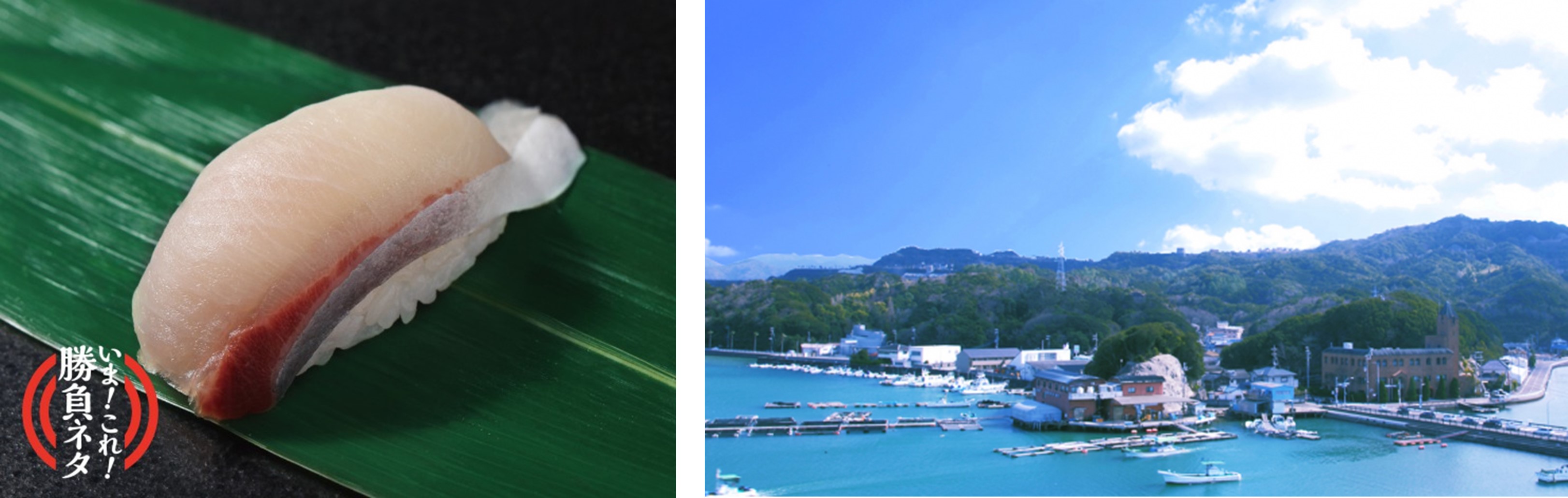 海への恩返し 完全養殖技術で水産資源を守る 近大 と 銀のさら が再コラボ ブリ と ヒラマサ のハイブリッド魚 ブリヒラ を使用 株式会社ライドオンエクスプレスホールディングスのプレスリリース